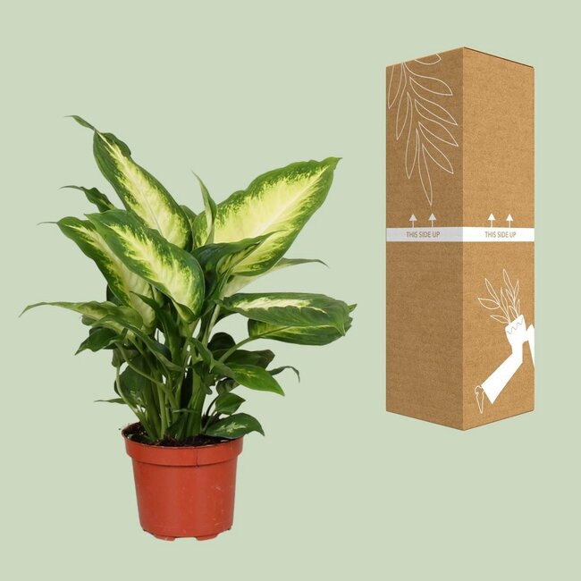 Dieffenbachia Camilla houseplant 35 cm pot size 12 cm