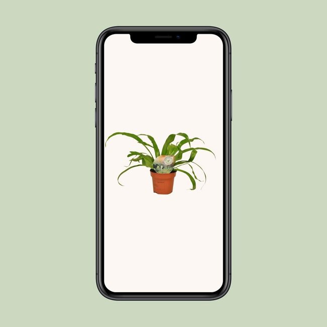 Asplenium Antiquum houseplant 30 cm pot size 12 cm