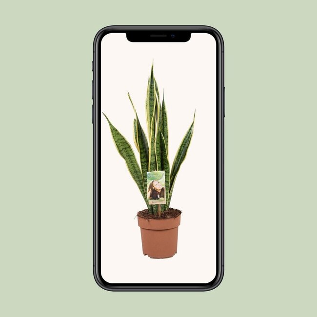 Sansevieria Trifasciata Laurentii houseplant 60 cm pot size 17 cm