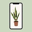 Sansevieria Trifasciata Laurentii kamerplant 60 cm potmaat 17 cm