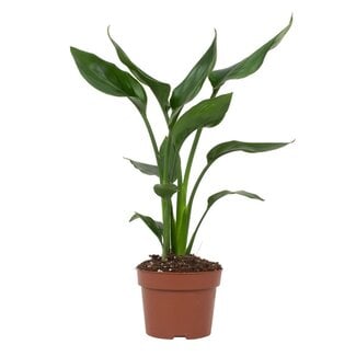 Koning Bamboe Strelitzia Reginae houseplant 35 cm