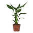 Strelitzia Reginae houseplant 35 cm pot size 12 cm