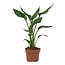 Strelitzia Reginae Zimmerpflanze 35 cm Topfmaß 12 cm