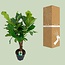 Ficus Lyrata kamerplant 100 cm potmaat 26 cm