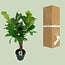 Ficus Lyrata Zimmerpflanze 100 cm Topfmaß 26 cm