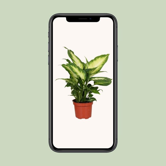 Dieffenbachia Camilla kamerplant 35 cm potmaat 12 cm