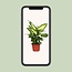 Dieffenbachia Camilla kamerplant 35 cm potmaat 12 cm
