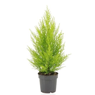 Koning Bamboe Cupressus Macrocarpa Goldcrest Wilma kamerplant 55 cm