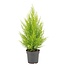Cupressus Macrocarpa Goldcrest Wilma kamerplant 55 cm potmaat 14 cm