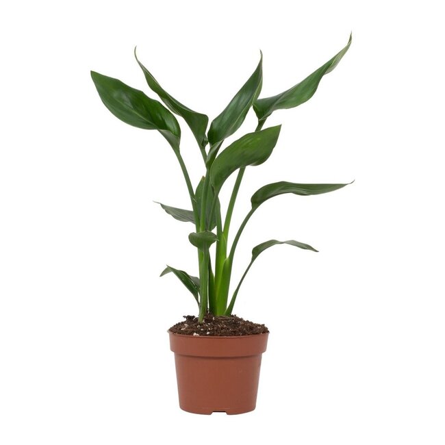Strelitzia Reginae kamerplant 35 cm potmaat 12 cm