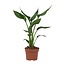 Strelitzia Reginae kamerplant 35 cm potmaat 12 cm
