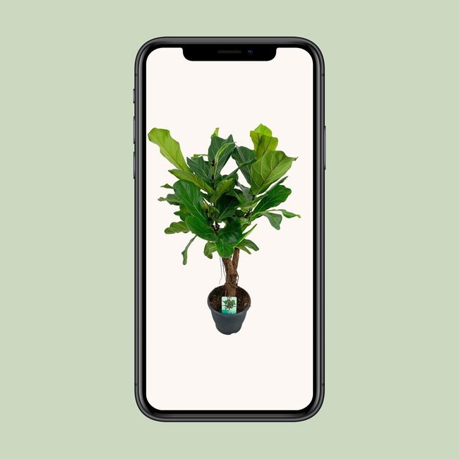 Ficus Lyrata Zimmerpflanze 100 cm Topfmaß 26 cm