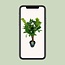 Ficus Lyrata Zimmerpflanze 100 cm Topfmaß 26 cm