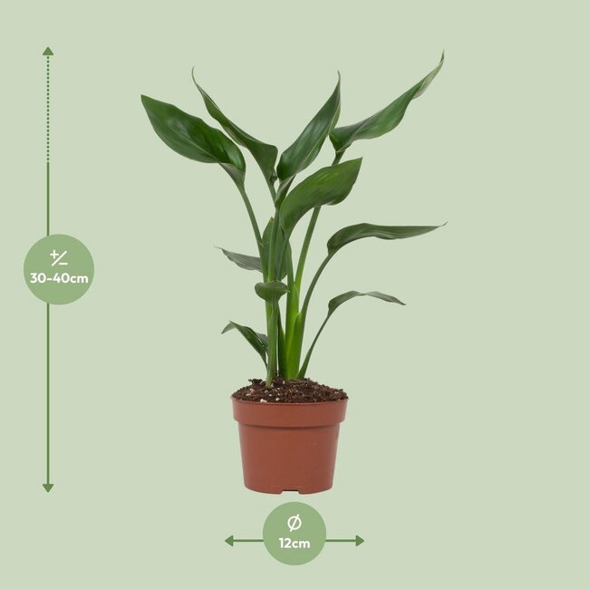 Strelitzia Reginae houseplant 35 cm pot size 12 cm