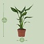 Strelitzia Reginae kamerplant 35 cm potmaat 12 cm