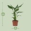 Strelitzia Reginae Zimmerpflanze 35 cm Topfmaß 12 cm