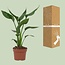 Strelitzia Reginae kamerplant 35 cm potmaat 12 cm