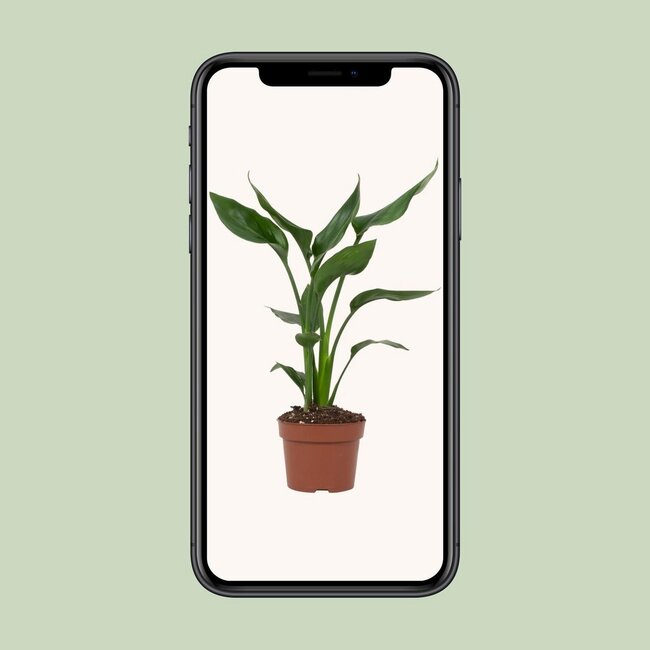 Strelitzia Reginae houseplant 35 cm pot size 12 cm