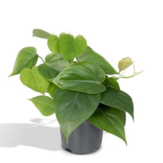 Koning Bamboe Philodendron Scandens kamerplant 15 cm