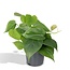 Philodendron Scandens kamerplant 15 cm potmaat 12 cm