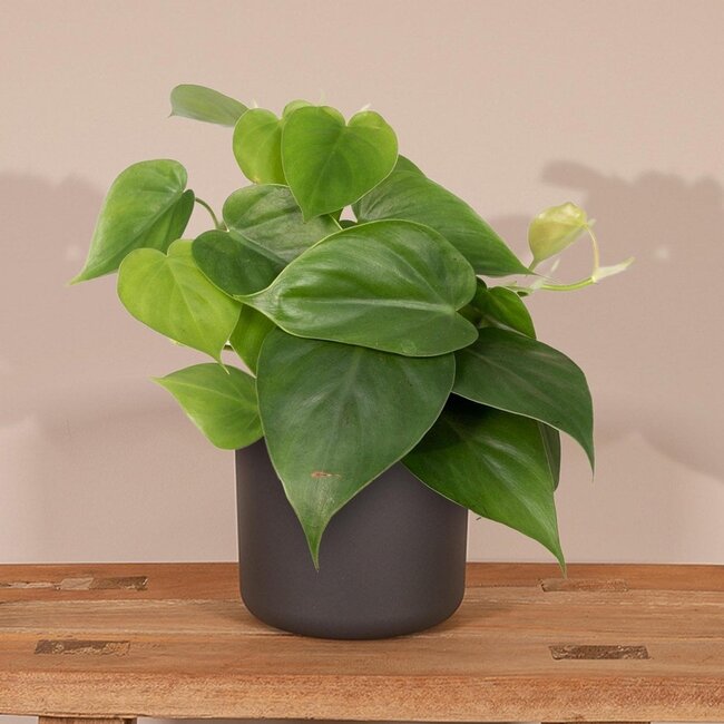 Philodendron Scandens kamerplant 15 cm potmaat 12 cm