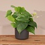 Philodendron Scandens houseplant 15 cm pot size 12 cm