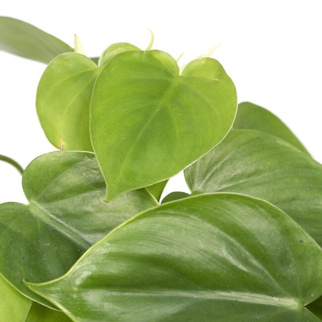 Philodendron Scandens kamerplant 15 cm potmaat 12 cm