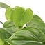 Philodendron Scandens Zimmerpflanze 15 cm Topfmaß 12 cm