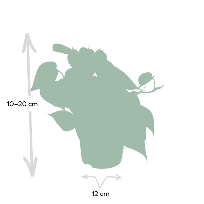 Philodendron Scandens Zimmerpflanze 15 cm Topfmaß 12 cm