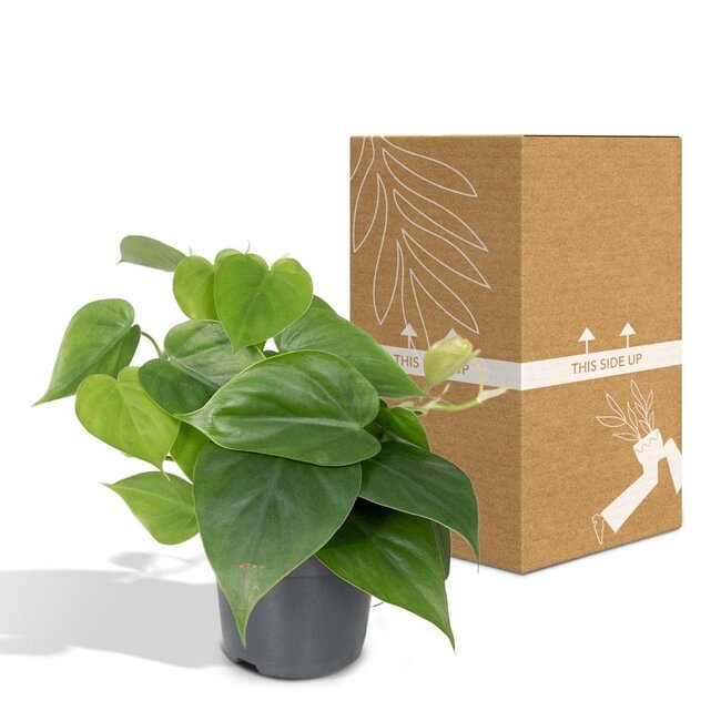 Philodendron Scandens houseplant 15 cm pot size 12 cm