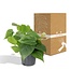 Philodendron Scandens Zimmerpflanze 15 cm Topfmaß 12 cm