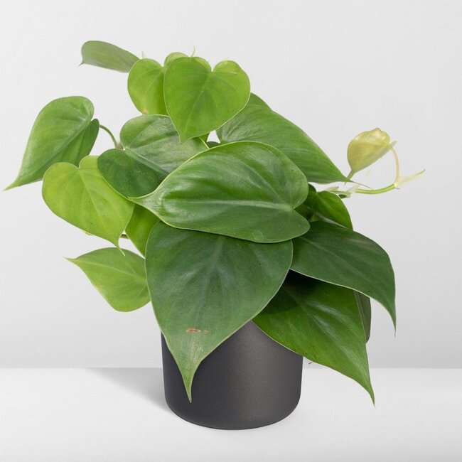Philodendron Scandens Zimmerpflanze 15 cm Topfmaß 12 cm