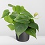 Philodendron Scandens Zimmerpflanze 15 cm Topfmaß 12 cm