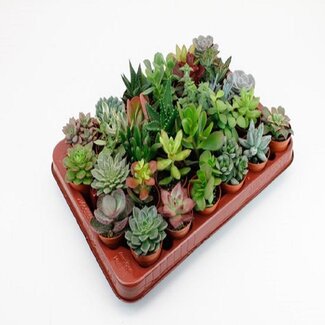 Koning Bamboe Succulenten plant set 30 plants