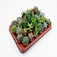Succulenten plantenset 30 stuks potmaat 5.5 cm