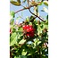 Lonicera periclymenum Serotina plantenset 3 stuks 65 cm potmaat 15 cm