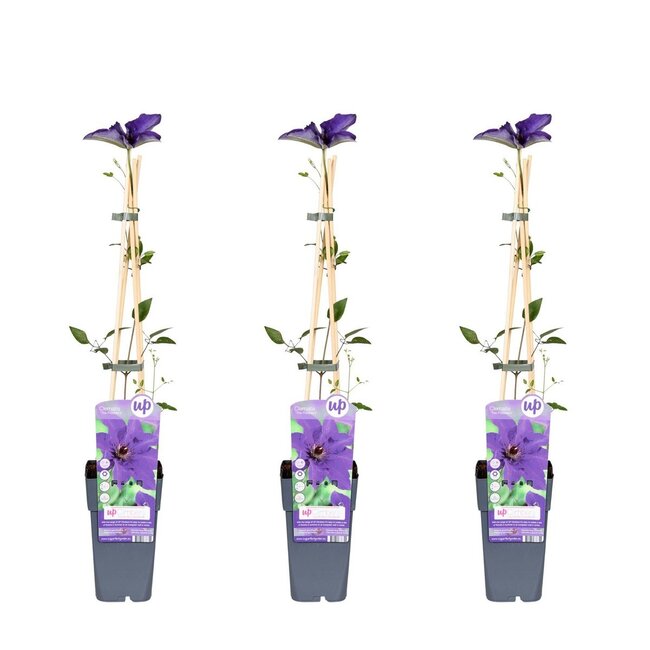 Clematis The President plant set 3 plants 65 cm pot size 15 cm