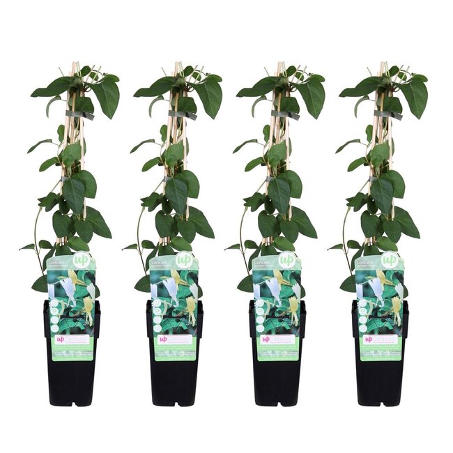 Lonicera japonica Halliana plant set 4 plants 65 cm pot size 15 cm