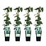 Lonicera japonica Halliana plant set 4 plants 65 cm pot size 15 cm