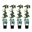 Lonicera japonica Halliana plantenset 4 stuks 65 cm potmaat 15 cm
