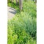 Fargesia rufa plantenset 4 stuks 60 cm potmaat 19 cm