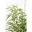 Fargesia rufa plantenset 4 stuks 60 cm potmaat 19 cm