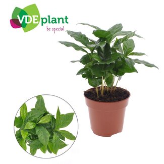 Koning Bamboe Coffea Arabica houseplant 30 cm