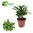 Coffea Arabica kamerplant 30 cm potmaat 12 cm