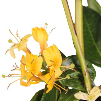 Koning Bamboe Lonicera henryi Pflanzenset 4 Stück 65 cm