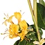 Lonicera henryi plantenset 4 stuks 65 cm potmaat 15 cm
