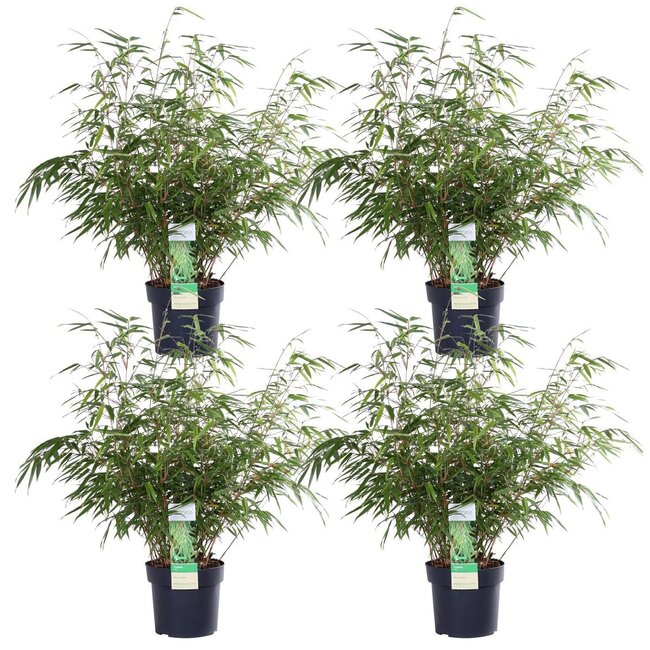 Fargesia rufa plant set 4 plants 60 cm pot size 19 cm