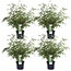 Fargesia rufa plantenset 4 stuks 60 cm potmaat 19 cm
