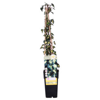 Koning Bamboe Hedera helix Goldheart plant set 4 plants 65 cm