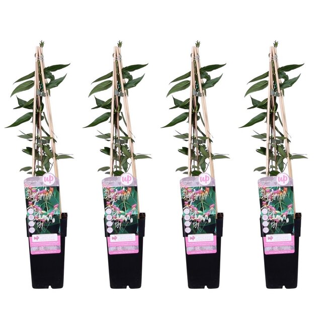 Lonicera henryi plantenset 4 stuks 65 cm potmaat 15 cm